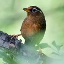 荒野上的画眉鸟