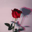 青衫白马少年郎.