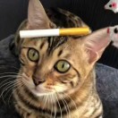 依依东望