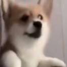小朱