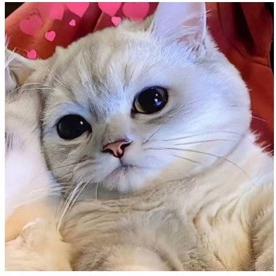 Zhu