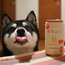 System.out.println(''Java'');