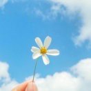 A flower, one world