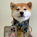 骑着王子的黑马