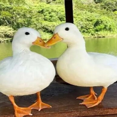 任方超