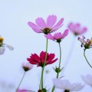 蒋蒋