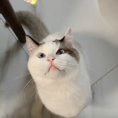 王茜