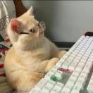 祁厅我想进步了