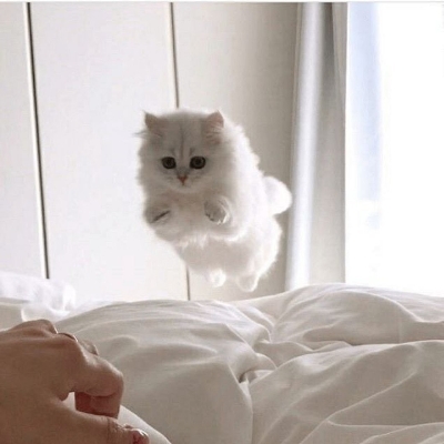 韩蝉鸿