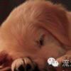 李琪