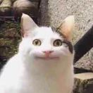 爱晒太阳的猫