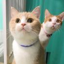 MI ‍人的小尾巴在介里