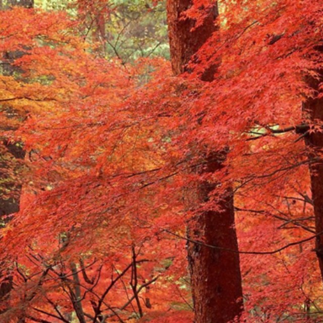 枫