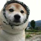 躺在海里喂鲨鱼