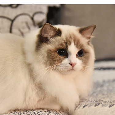 不喜欢动物的猫
