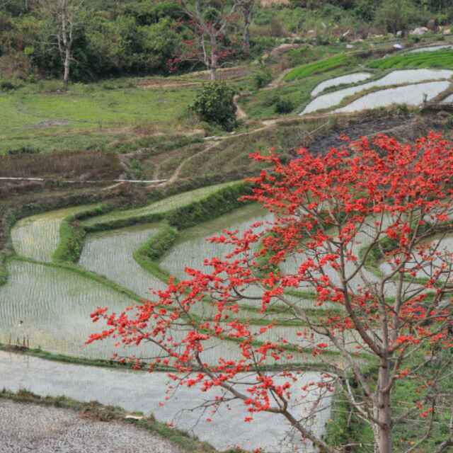 犇牛吾里