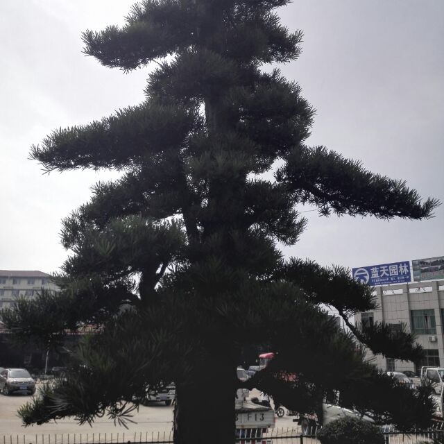 黄胜阳