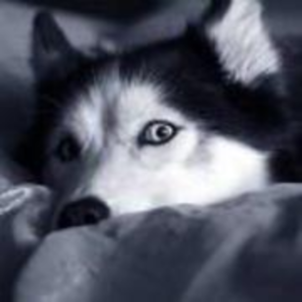 Echo