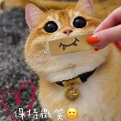 安静的猫