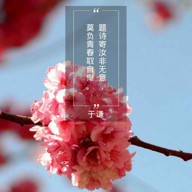 凤阁舍人