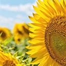 向日葵