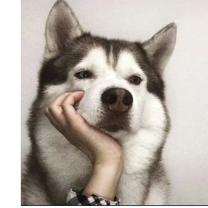 宽宽爸爸