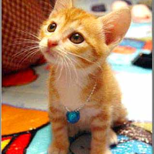 马老师钢琴作曲精品课