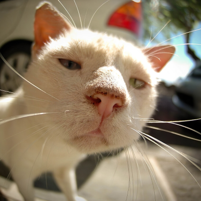 什么都知道先生