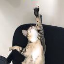 ヾ(´･ ･｀)ノ