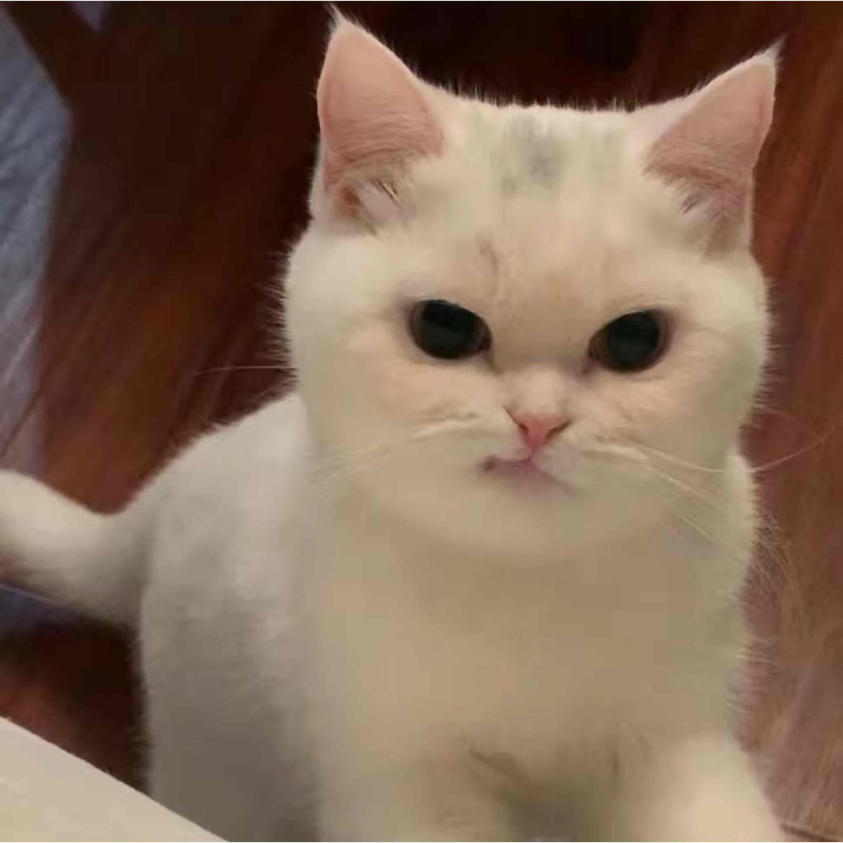 媛