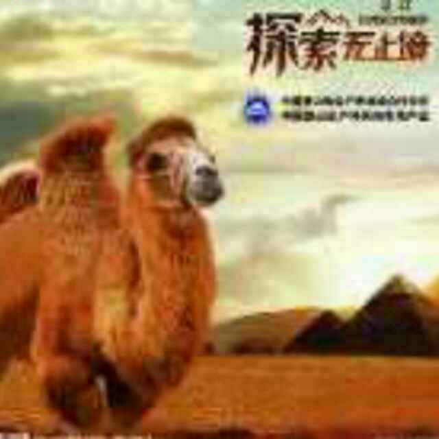 骆驼