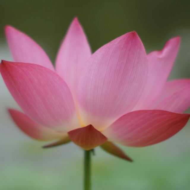 麦穗