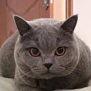 彪