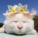 猫扎特