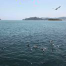 金贝美多羊奶粉