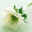 英^_^ying