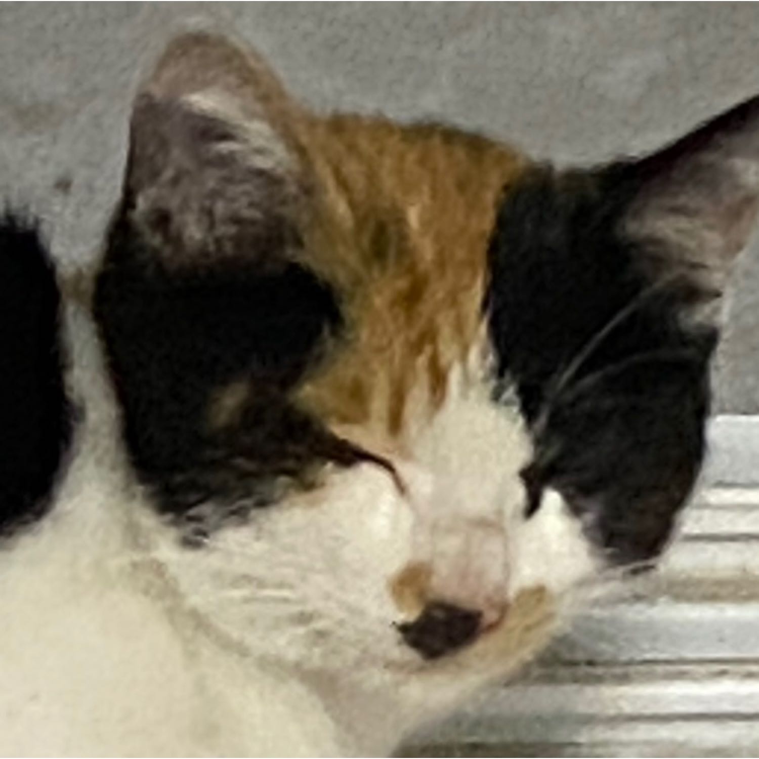 猫猫头