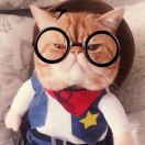 谁家的猫