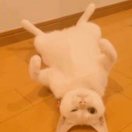 贤云