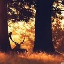 不疯狂的女汉子