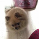 小黑