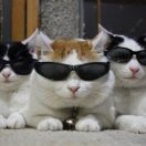 午睡的猫