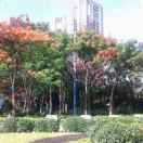 liping-z