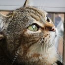 英语书日语书都对我发呆