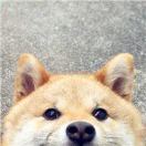 20年义务教育成才