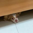 李