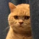 低语