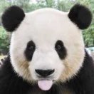 秃企鹅