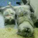 一天到晚耍水的鱼