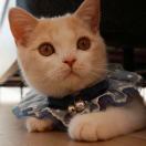 嘉菲猫